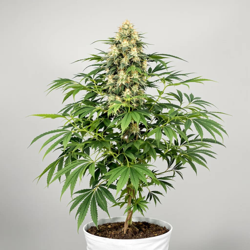 Honey Banana cannabis seeds packaging β Royal King Seeds South Africa
