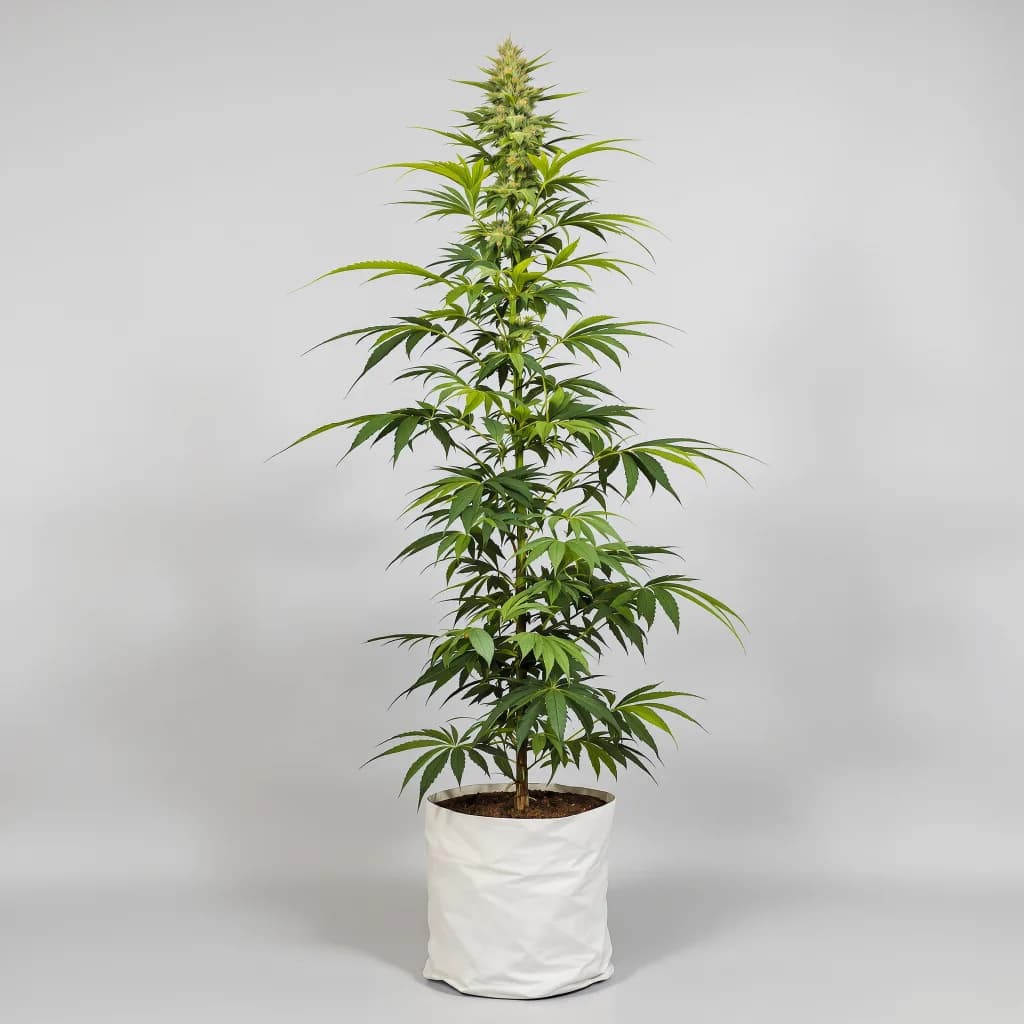 Island Sweet Skunk cannabis seeds packaging β Royal King Seeds South Africa