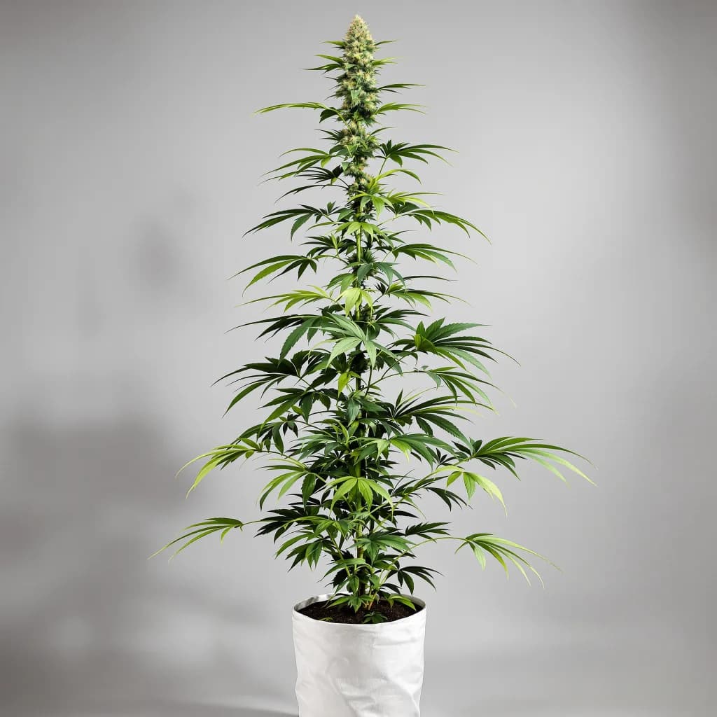 Jesus OG cannabis seeds packaging — Royal King Seeds South Africa