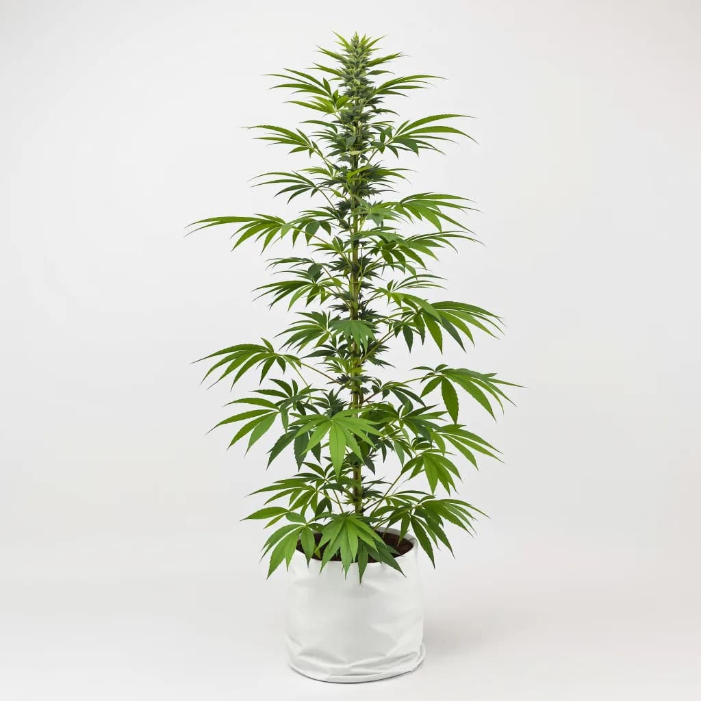 Jesus OG cannabis seeds packaging — Royal King Seeds South Africa