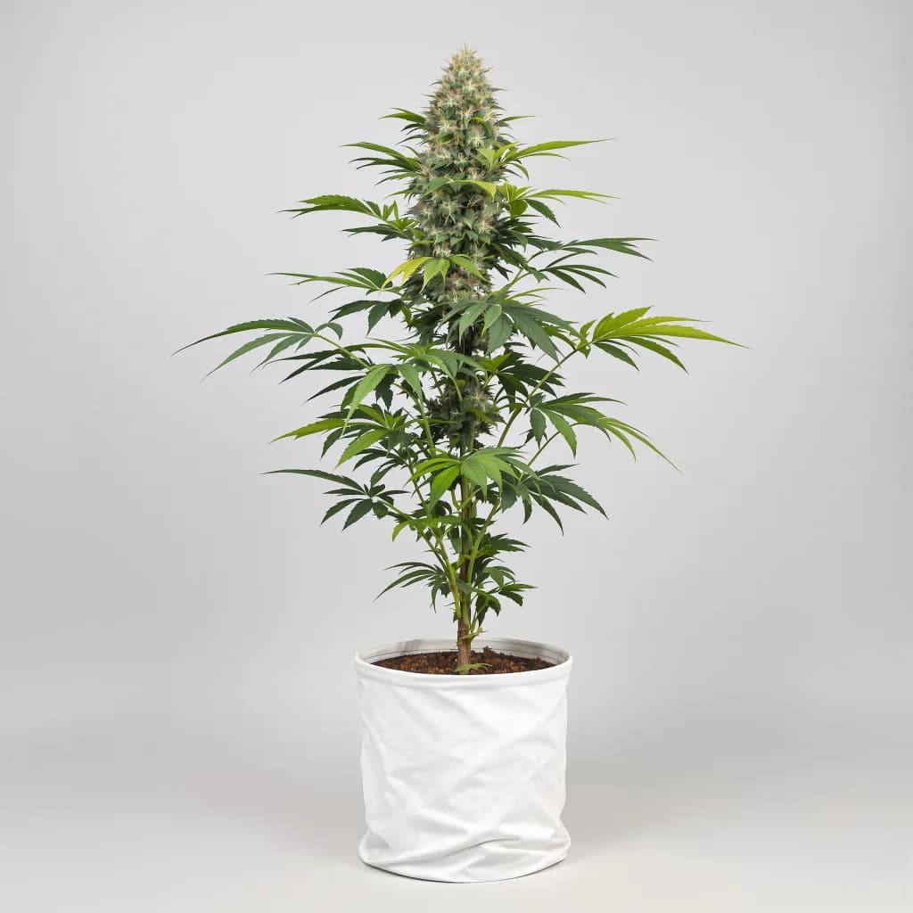 Kandahar cannabis seeds packaging — Royal King Seeds South Africa