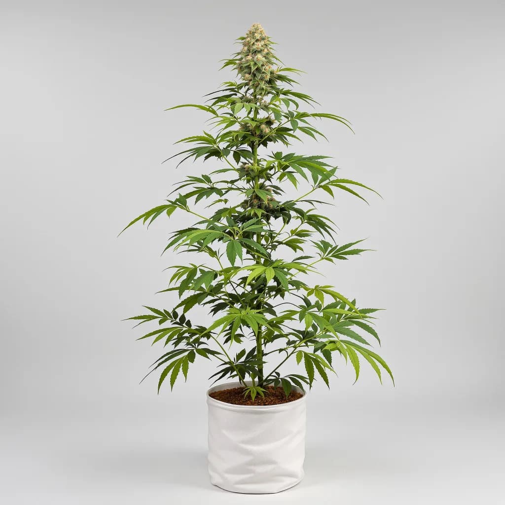Kush Mints cannabis seeds packaging β Royal King Seeds South Africa