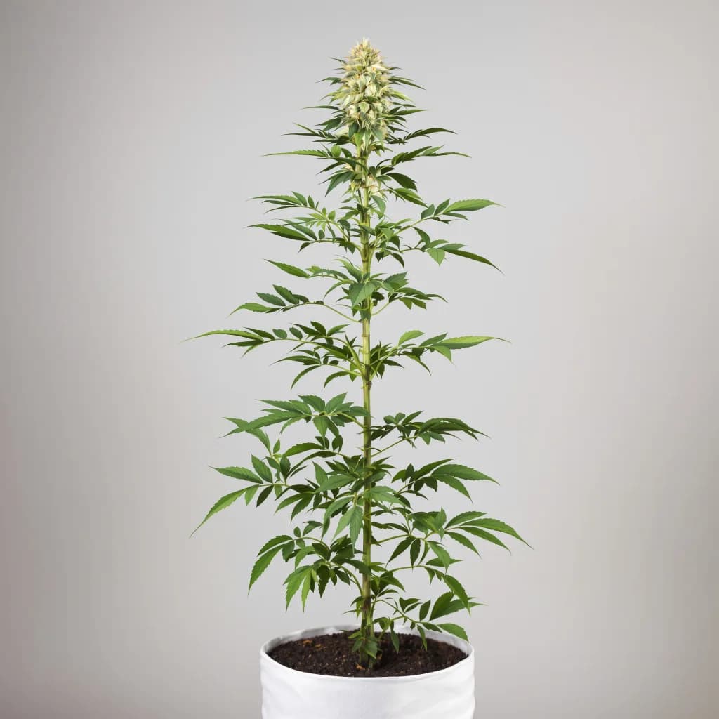 Lavender cannabis seeds packaging β Royal King Seeds South Africa