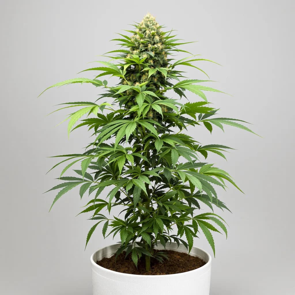 Lemon Diesel cannabis seeds packaging — Royal King Seeds South Africa