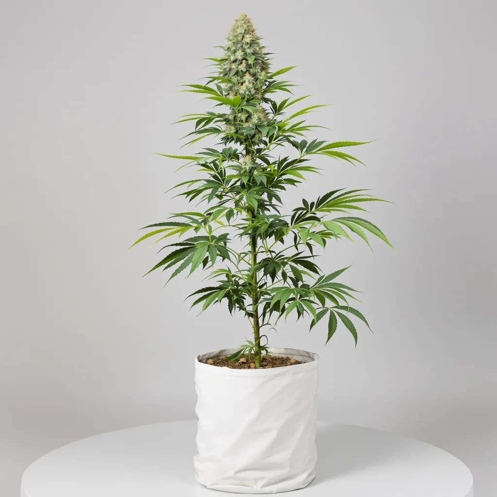 Lemon Drop cannabis seeds packaging — Royal King Seeds South Africa