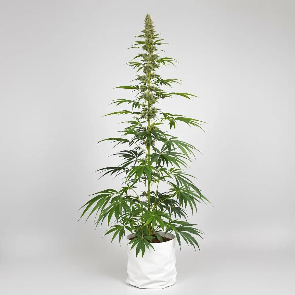 Lucid Dream Kush cannabis seeds packaging β Royal King Seeds South Africa
