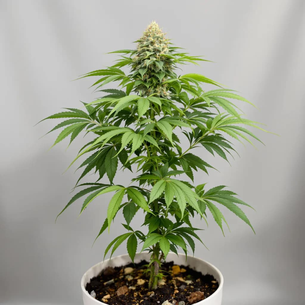 Magic Beans OG cannabis seeds packaging — Royal King Seeds South Africa