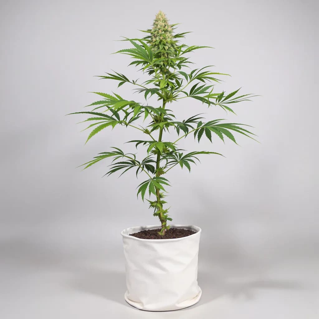 Mango Kush cannabis seeds packaging β Royal King Seeds South Africa