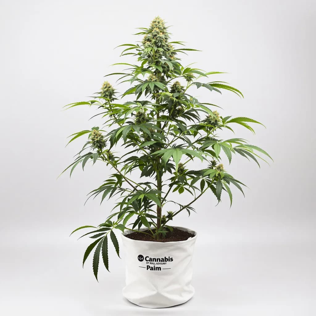 Mint cannabis seeds packaging — Royal King Seeds South Africa