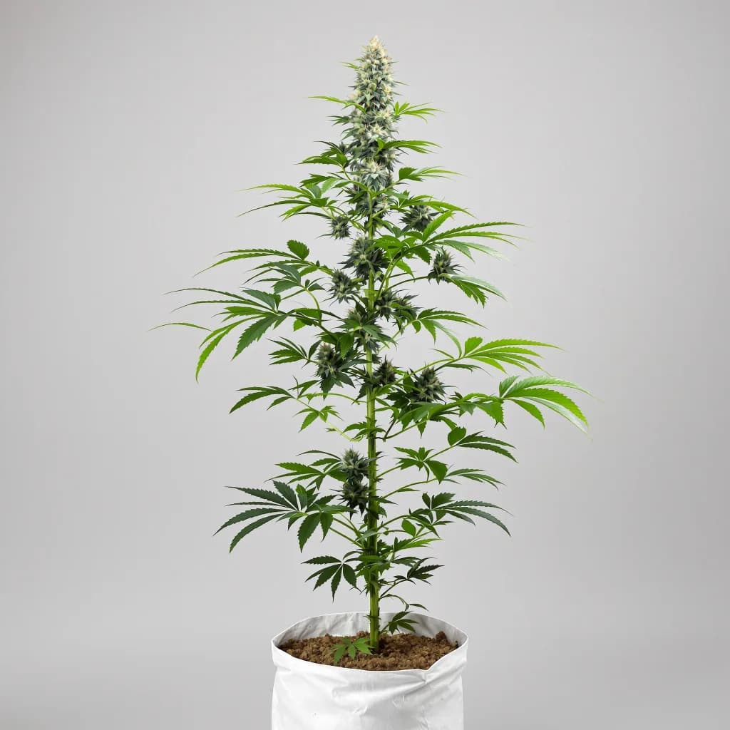 Mob Boss cannabis seeds packaging — Royal King Seeds South Africa
