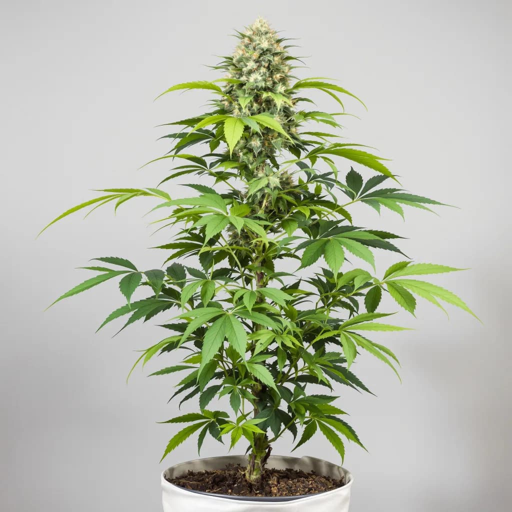 Nice Cherry cannabis seeds packaging — Royal King Seeds South Africa