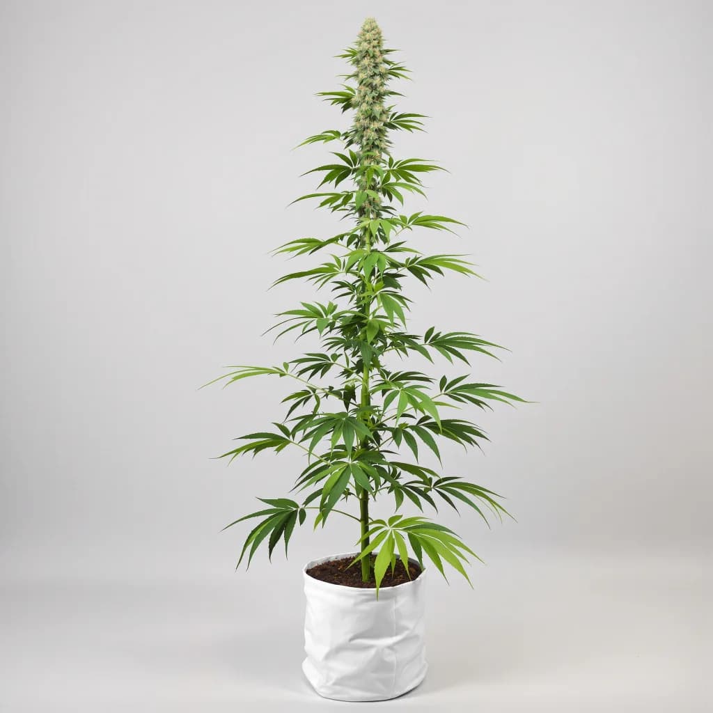 NY-47 cannabis seeds packaging — Royal King Seeds South Africa