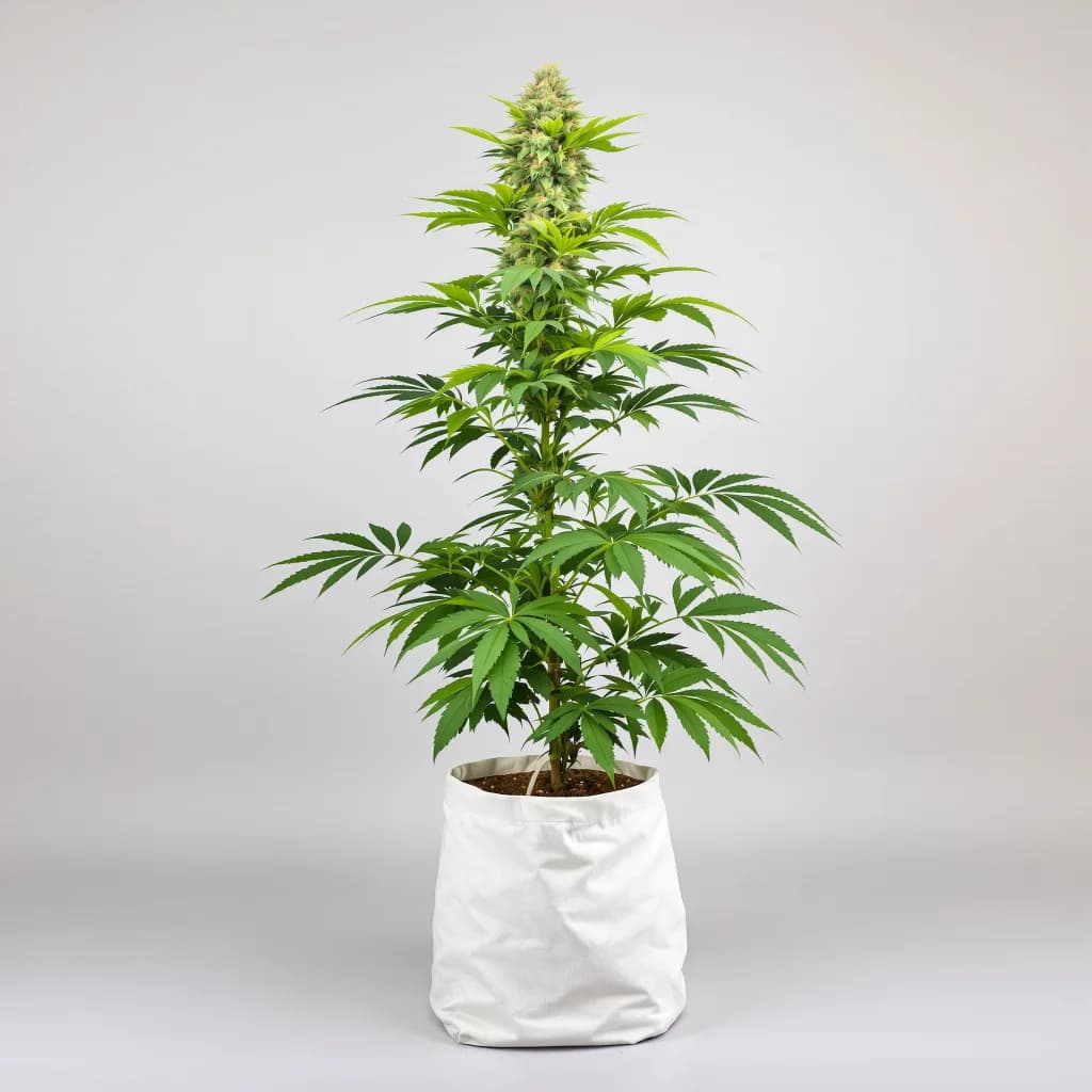 Ortega cannabis seeds packaging β Royal King Seeds South Africa