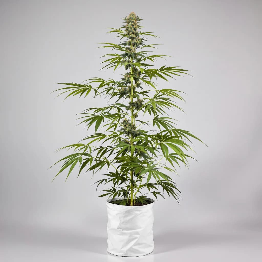 Panama Red cannabis seeds packaging — Royal King Seeds South Africa