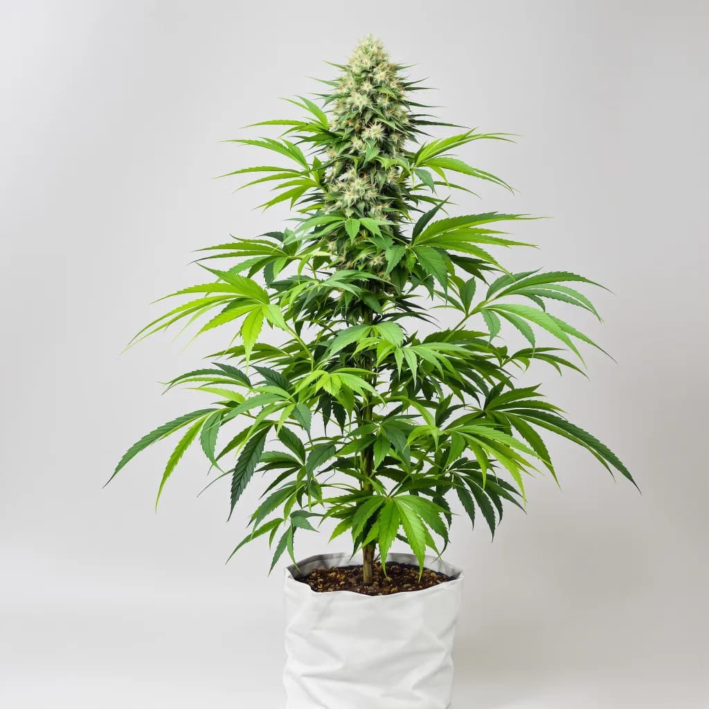 Peyote Gorilla cannabis seeds packaging β Royal King Seeds South Africa