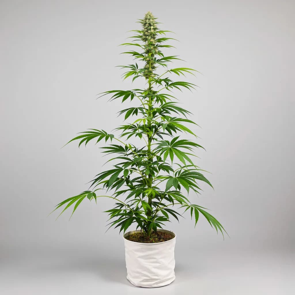 Pine cannabis seeds packaging β Royal King Seeds South Africa