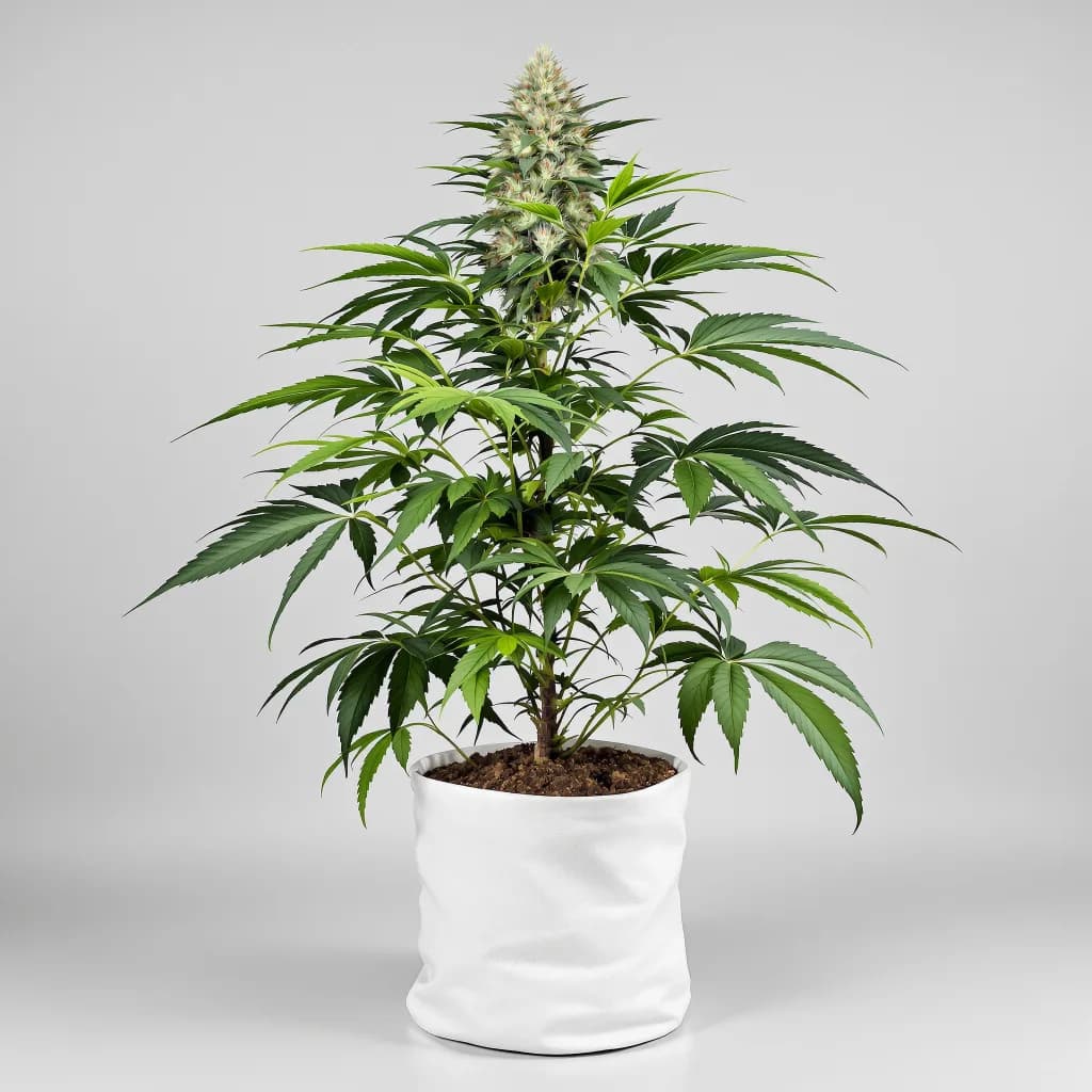 Platinum Bubba cannabis seeds packaging — Royal King Seeds South Africa