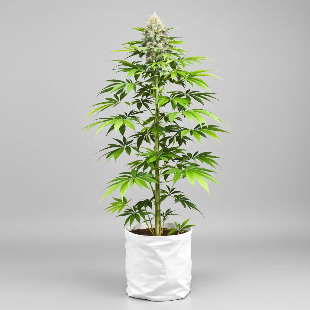 Punch Pie cannabis seeds packaging — Royal King Seeds South Africa