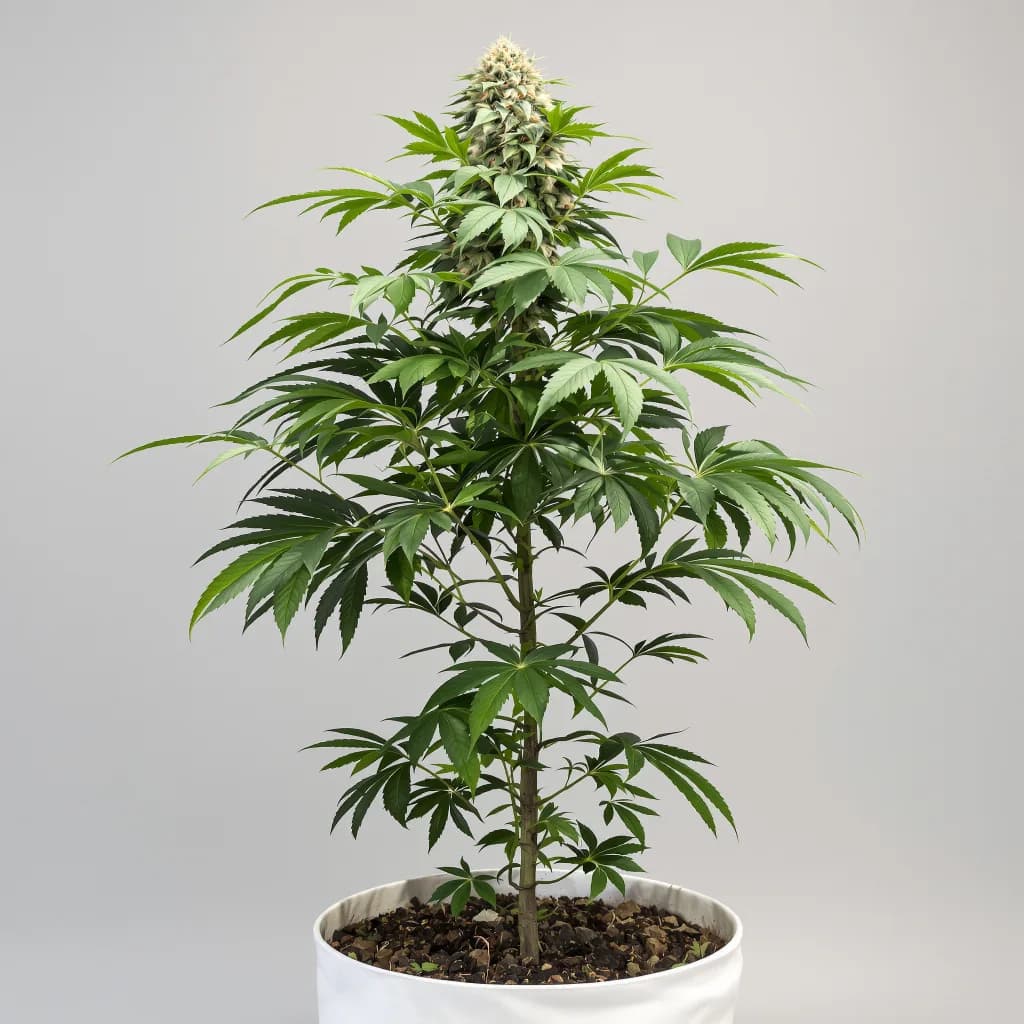 Pure OG cannabis seeds packaging — Royal King Seeds South Africa