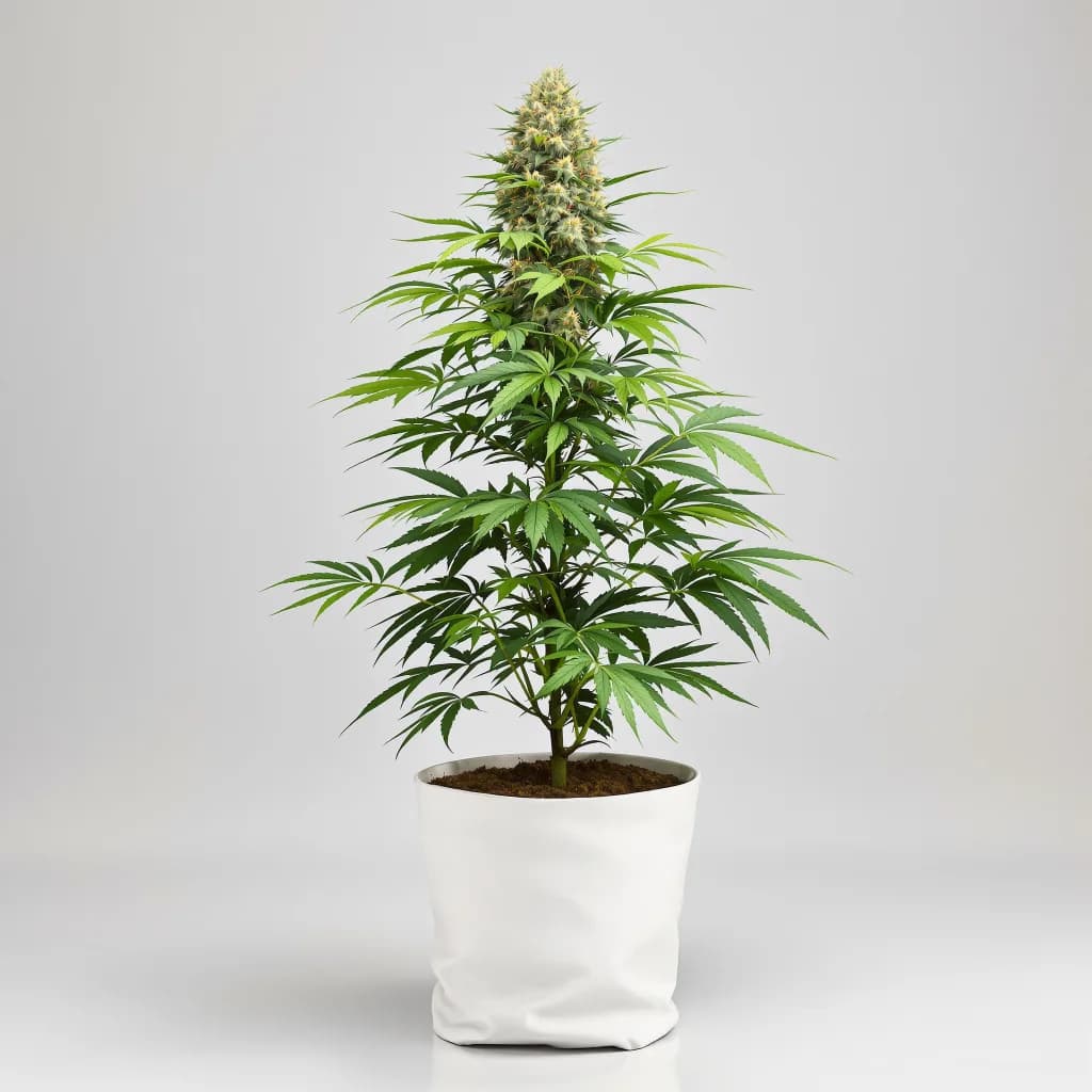 Purple Afghani cannabis seeds packaging — Royal King Seeds South Africa
