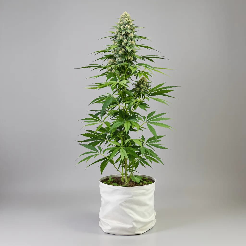 Purple Dream cannabis seeds packaging β Royal King Seeds South Africa