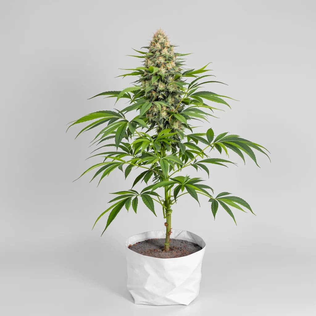 Purple Punch cannabis seeds packaging — Royal King Seeds South Africa