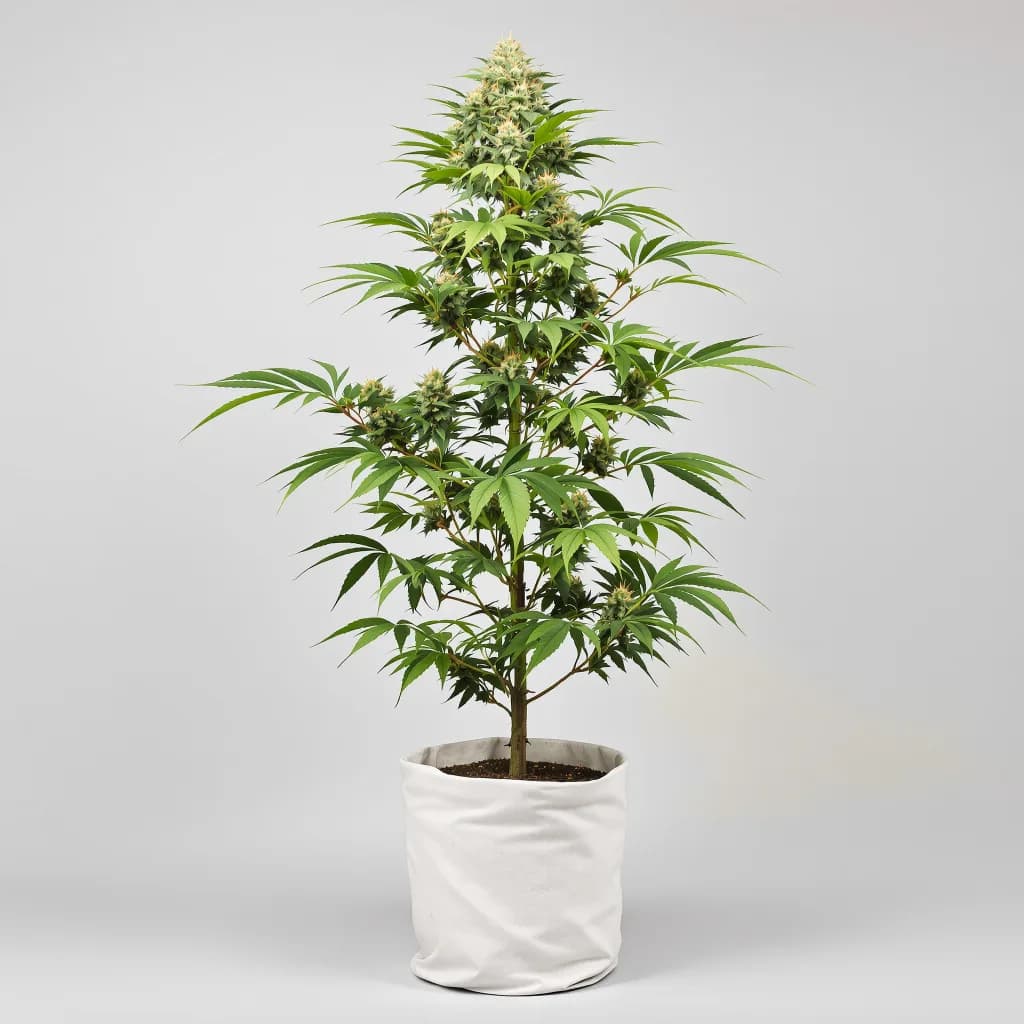 Purple Trainwreck cannabis seeds packaging — Royal King Seeds South Africa