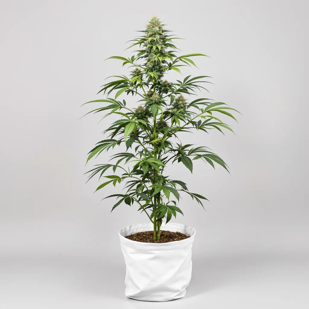 Qrazy Train cannabis seeds packaging β Royal King Seeds South Africa