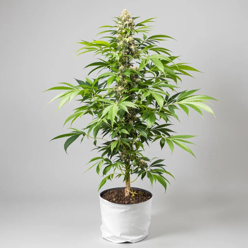 Rare Dankness #1 cannabis seeds packaging β Royal King Seeds South Africa