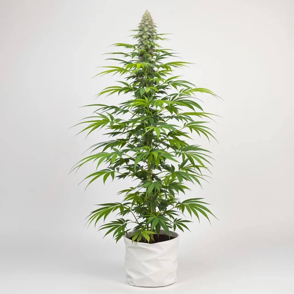 Red Congolese cannabis seeds packaging β Royal King Seeds South Africa