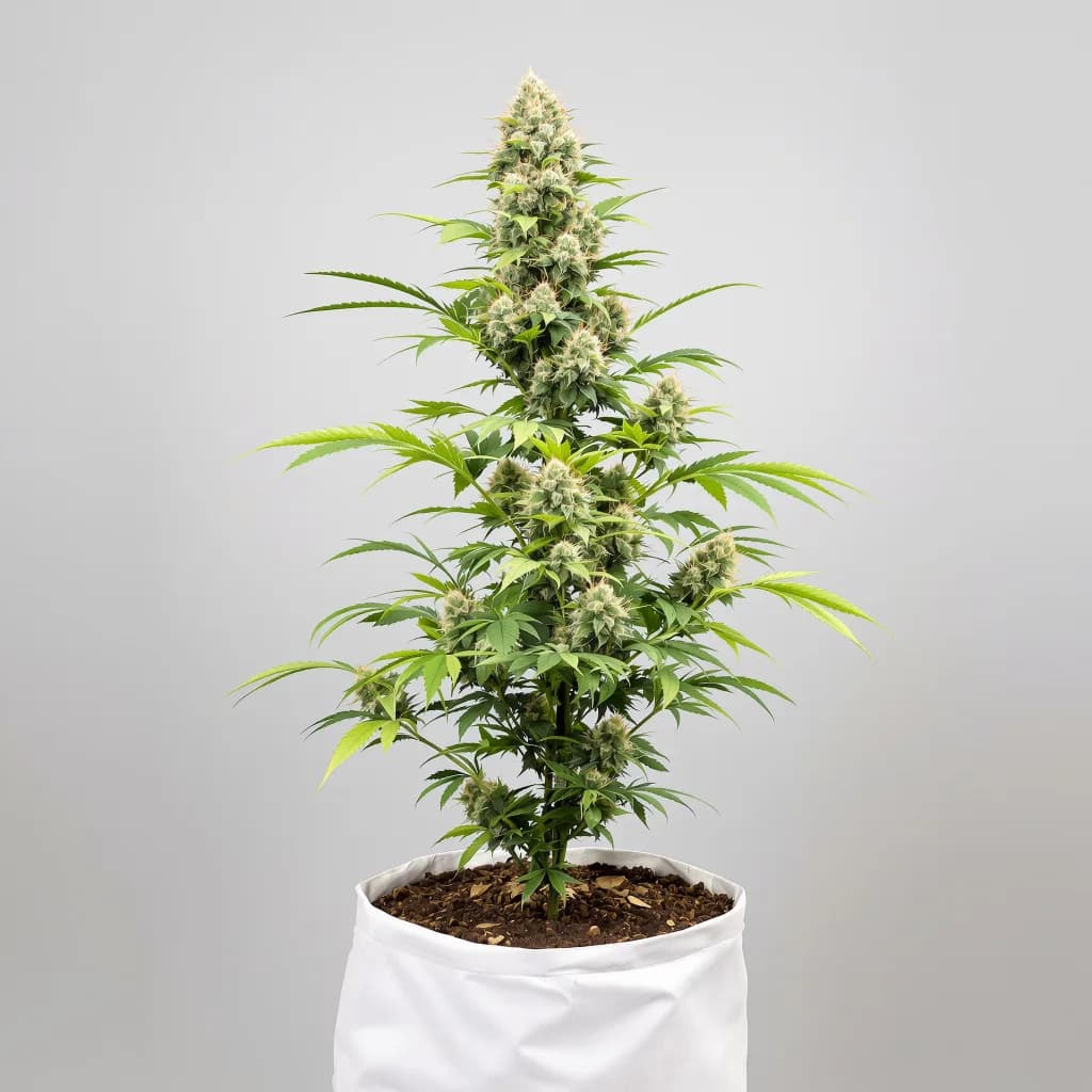 Red Widow cannabis seeds packaging — Royal King Seeds South Africa