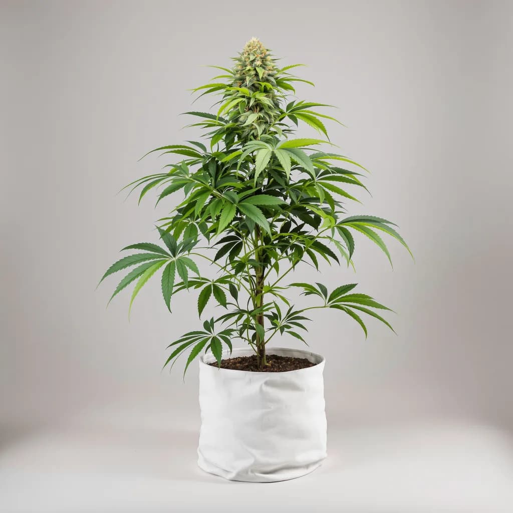Rockbud cannabis seeds packaging — Royal King Seeds South Africa