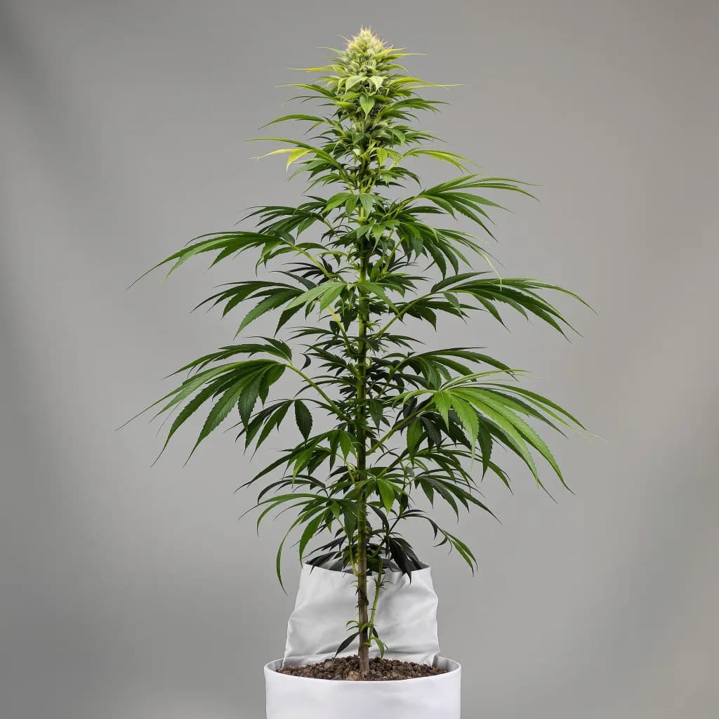 Royal Medic cannabis seeds packaging — Royal King Seeds South Africa