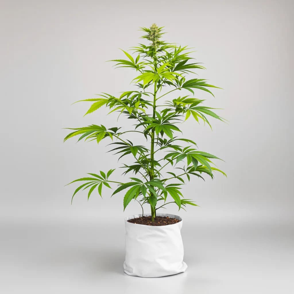 Skywalker OG cannabis seeds packaging — Royal King Seeds South Africa