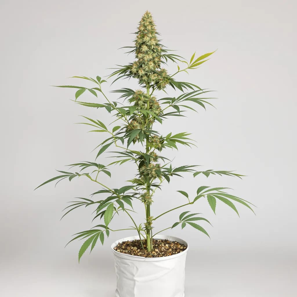Sour Alien cannabis seeds packaging β Royal King Seeds South Africa