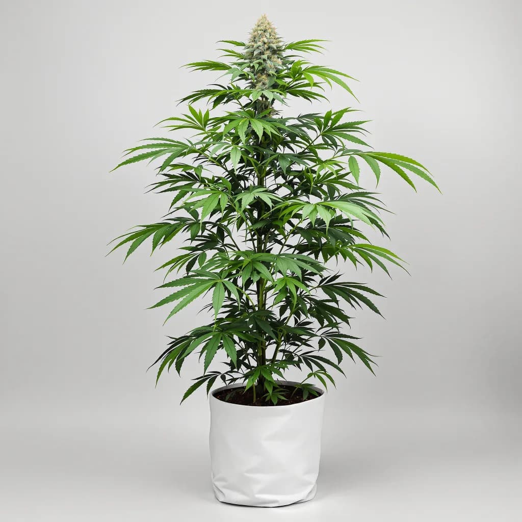 Sour Dream cannabis seeds packaging — Royal King Seeds South Africa