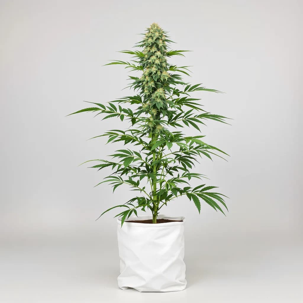 Sour Grape cannabis seeds packaging β Royal King Seeds South Africa