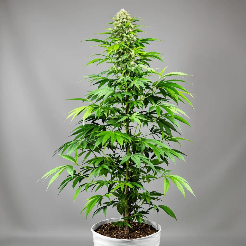 Stardawg cannabis seeds packaging — Royal King Seeds South Africa