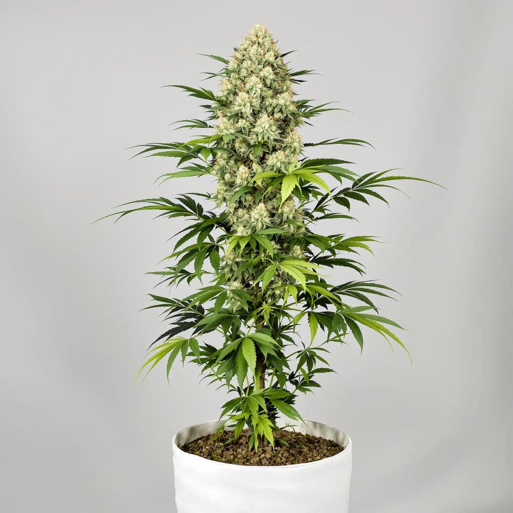 Super Jack cannabis seeds packaging β Royal King Seeds South Africa