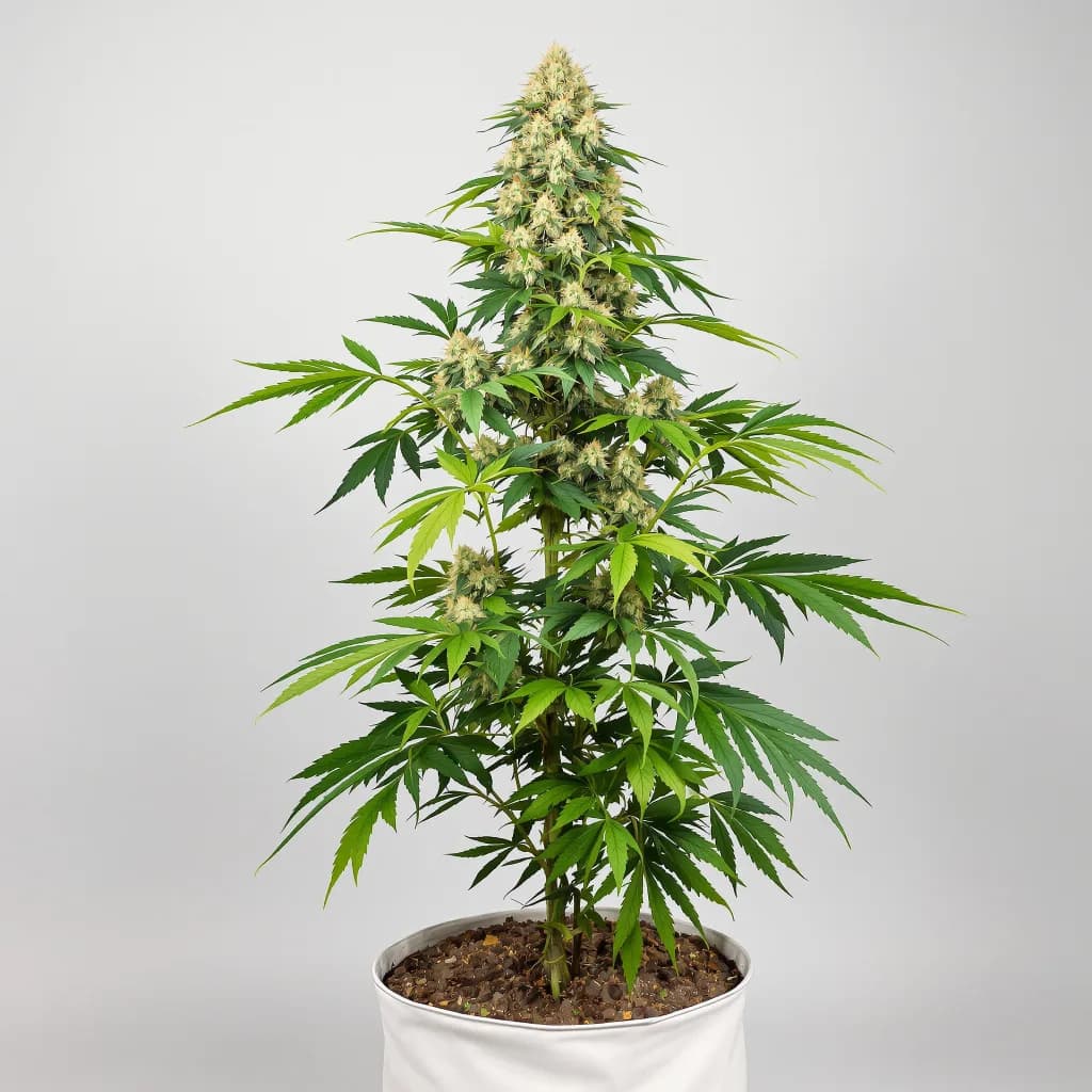 Surprise MFCKR Mixpack cannabis seeds packaging — Royal King Seeds South Africa