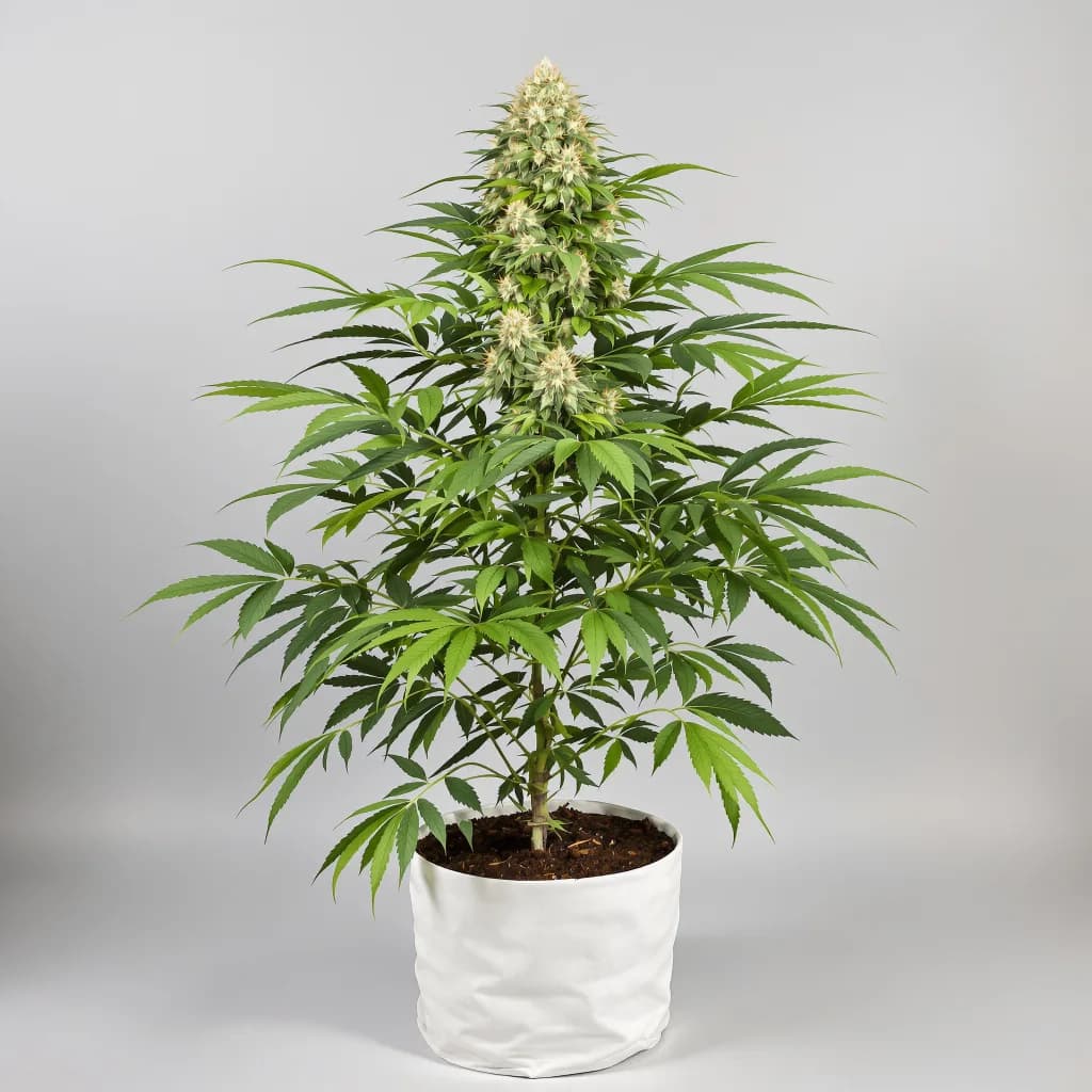 Sweet Baby Jane cannabis seeds packaging β Royal King Seeds South Africa
