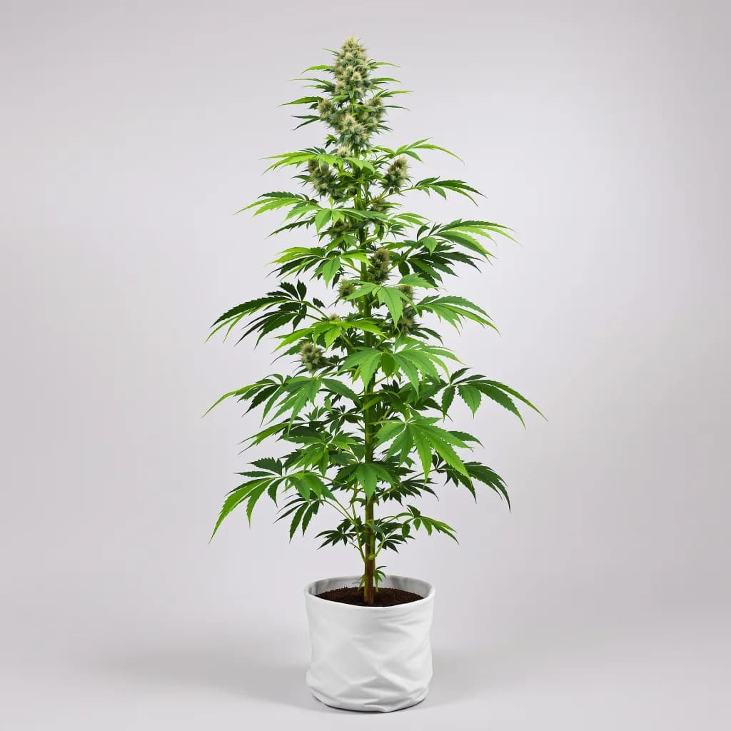 Sweet Berry cannabis seeds packaging — Royal King Seeds South Africa