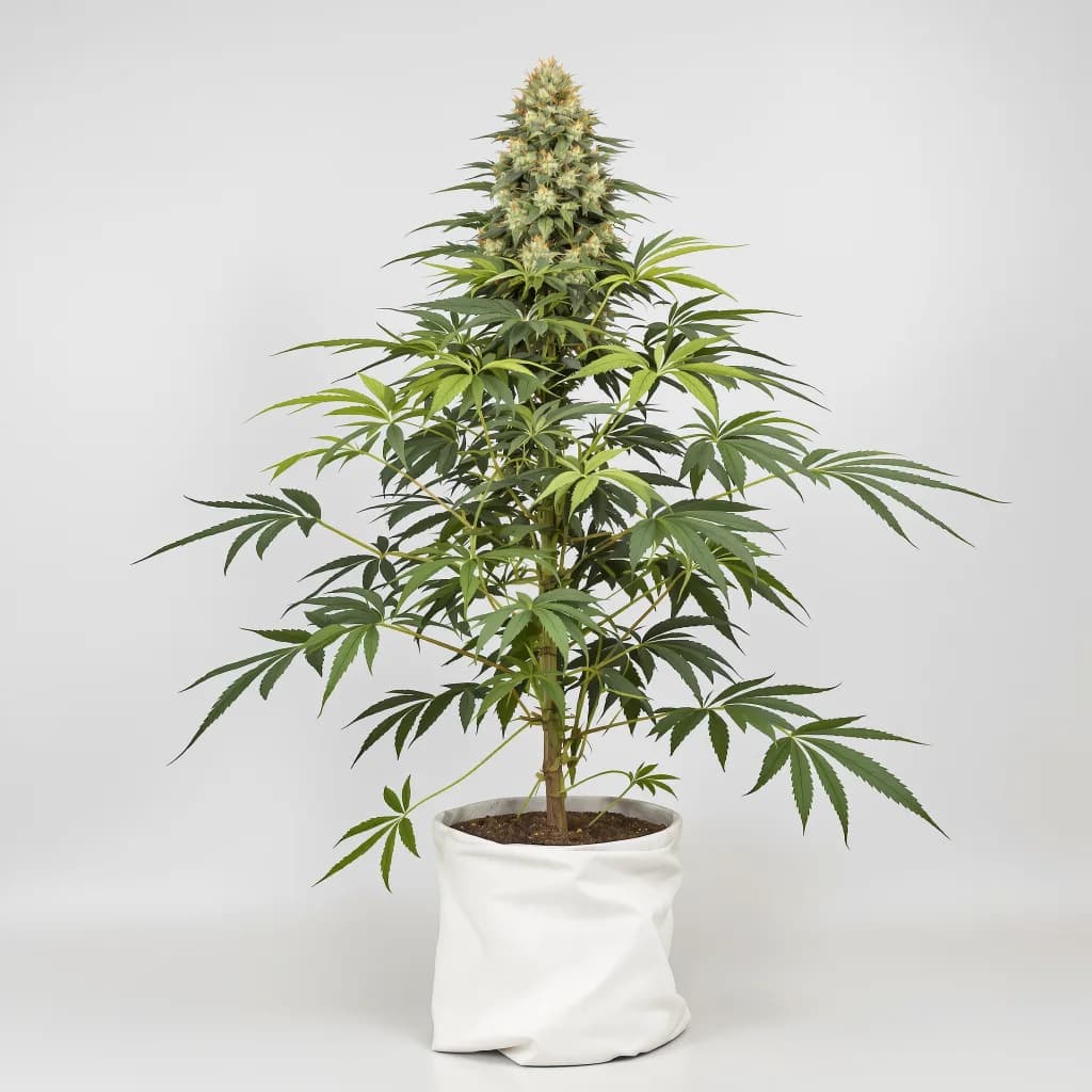 THC Bomb cannabis seeds packaging — Royal King Seeds South Africa