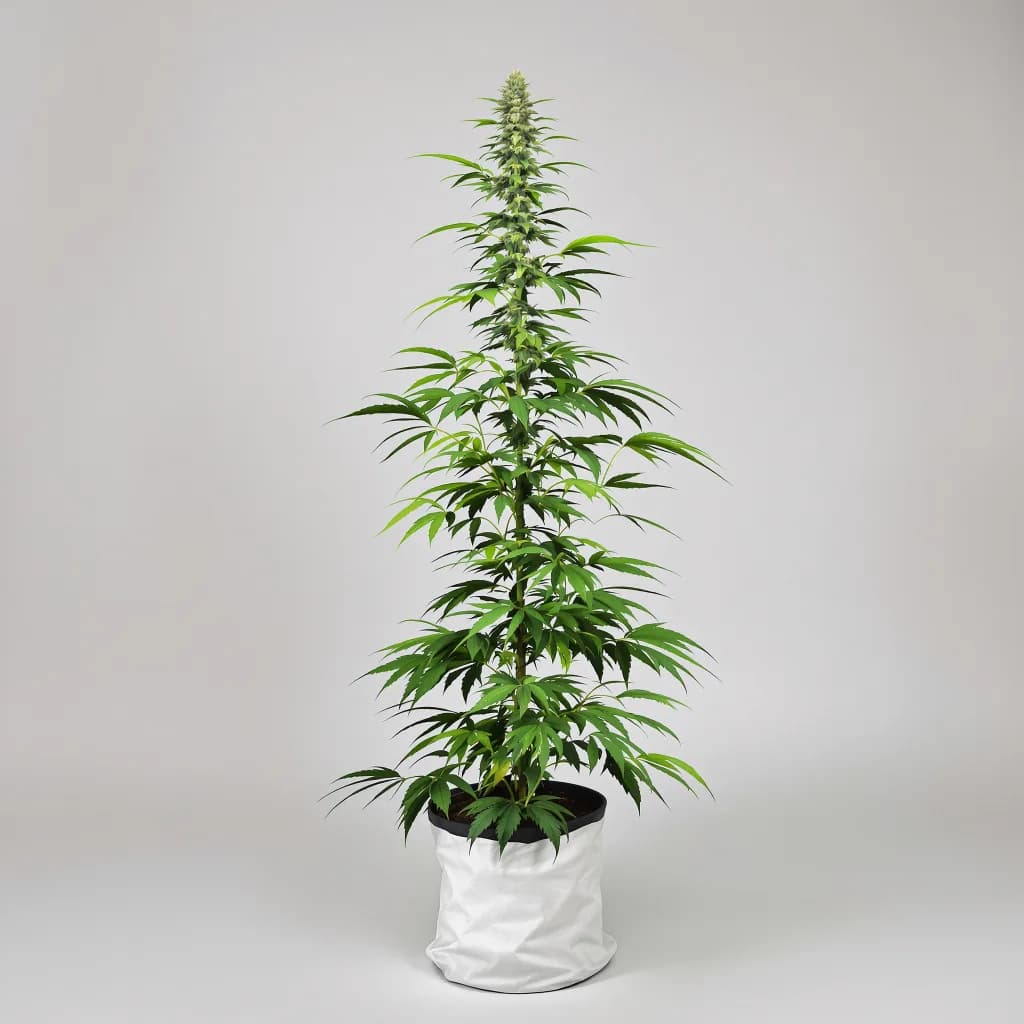 Tropic Thunder cannabis seeds packaging — Royal King Seeds South Africa