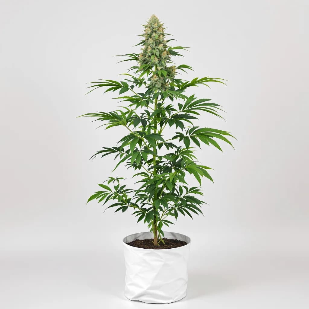 Tutti Frutti cannabis seeds packaging β Royal King Seeds South Africa
