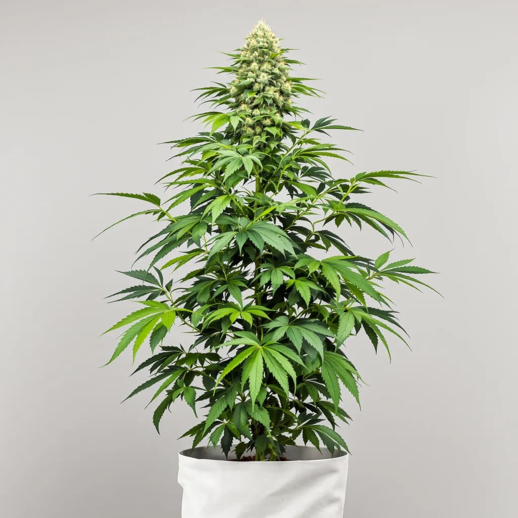 Venus OG cannabis seeds packaging — Royal King Seeds South Africa