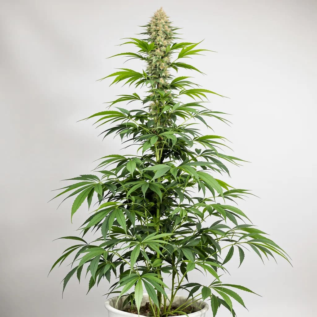 Vortex cannabis seeds packaging β Royal King Seeds South Africa