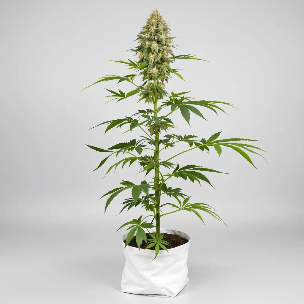 White Fire Alien OG cannabis seeds packaging — Royal King Seeds South Africa