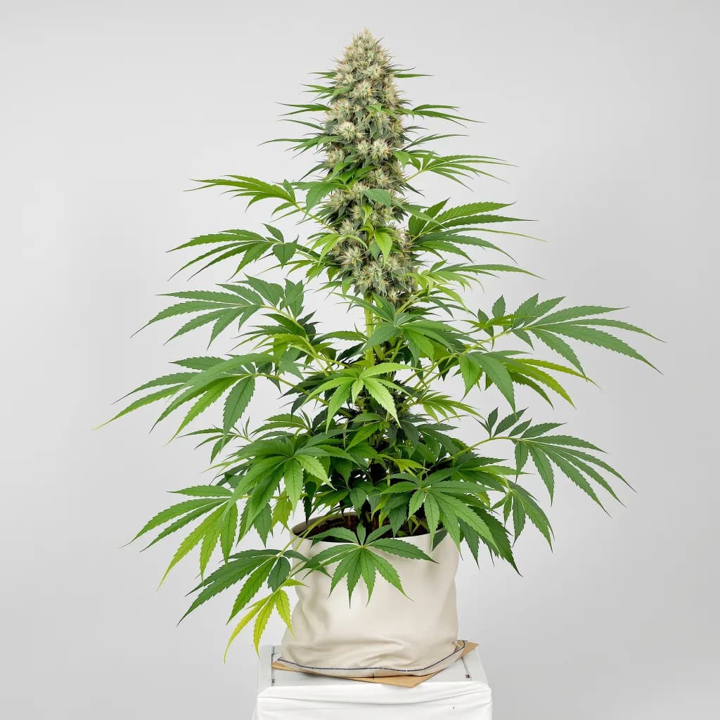 Yodaβs Brain cannabis seeds packaging β Royal King Seeds South Africa