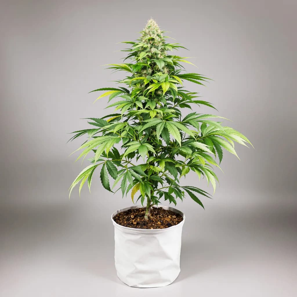 Zebra Cake cannabis seeds packaging — Royal King Seeds South Africa